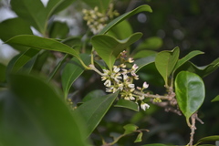 Chionanthus zeylanica